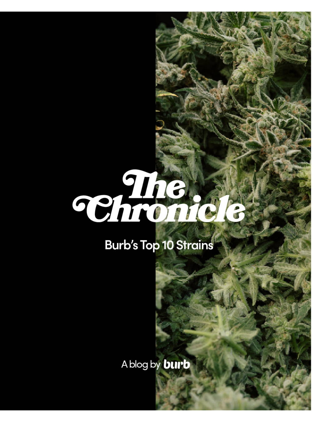 Burb's Top 10 Strains